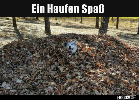 Ein Haufen Spaß.. - Lustige Bilder | DEBESTE.de