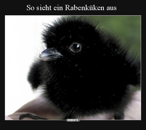 So sieht ein Rabenküken aus.. - Lustige Bilder | DEBESTE.de