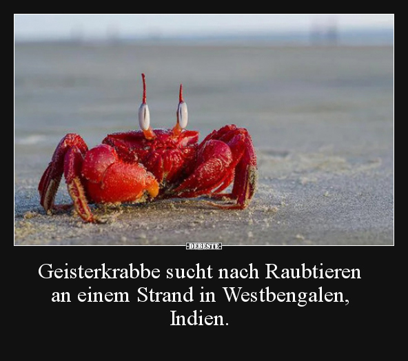 Geisterkrabbe sucht nach Raubtieren an einem Strand in..