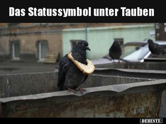 Das Statussymbol unter Tauben.. - Lustige Bilder | DEBESTE.de
