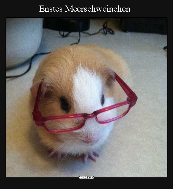 Enstes Meerschweinchen.. - Lustige Bilder | DEBESTE.de