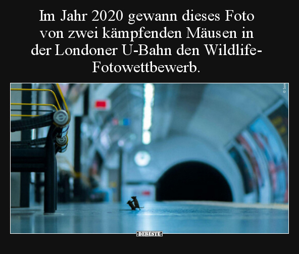 Im Jahr 2020 gewann dieses Foto von zwei kämpfenden Mäusen.. - Lustige Bilder | DEBESTE.de