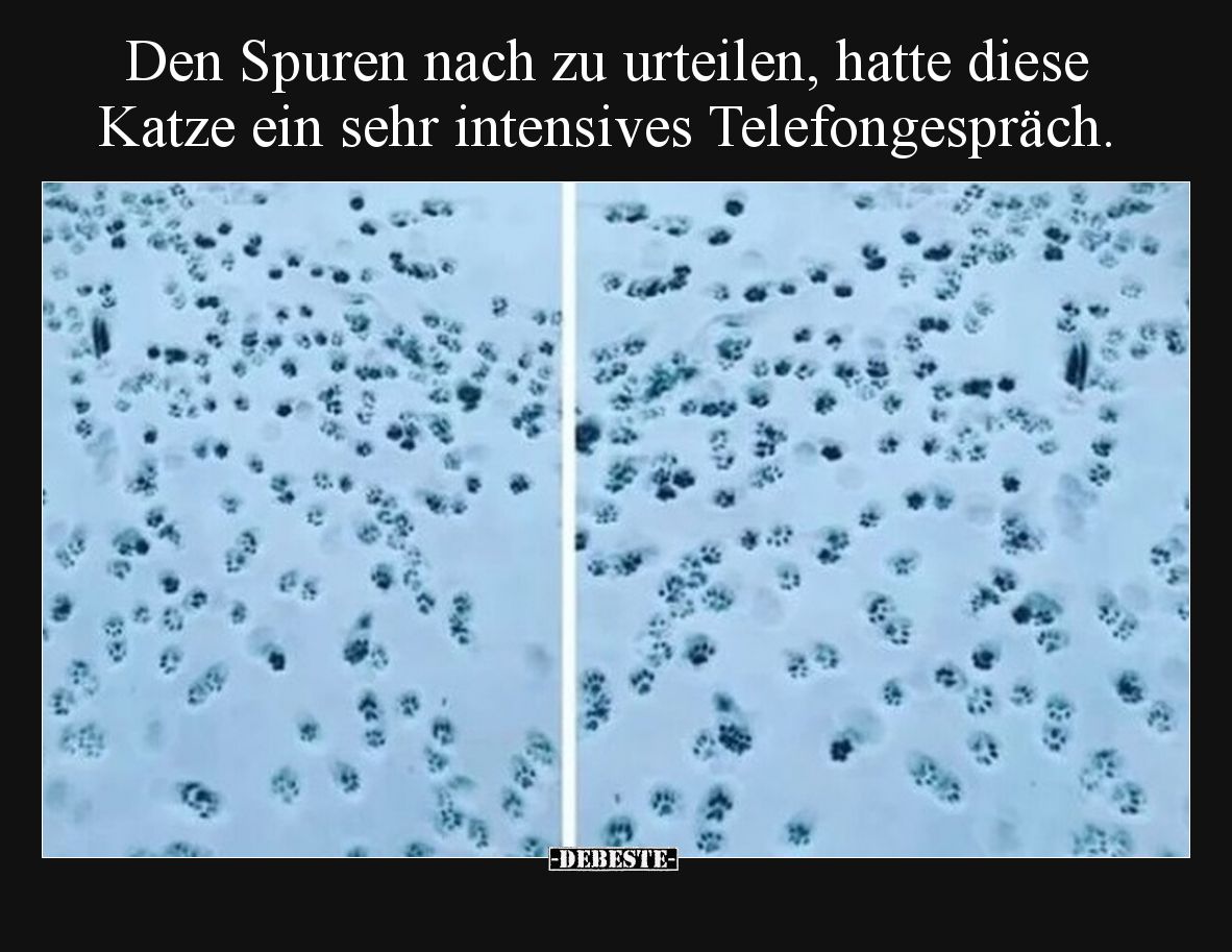 Den Spuren nach zu urteilen, hatte diese Katze ein sehr intensives Telefongespräch.