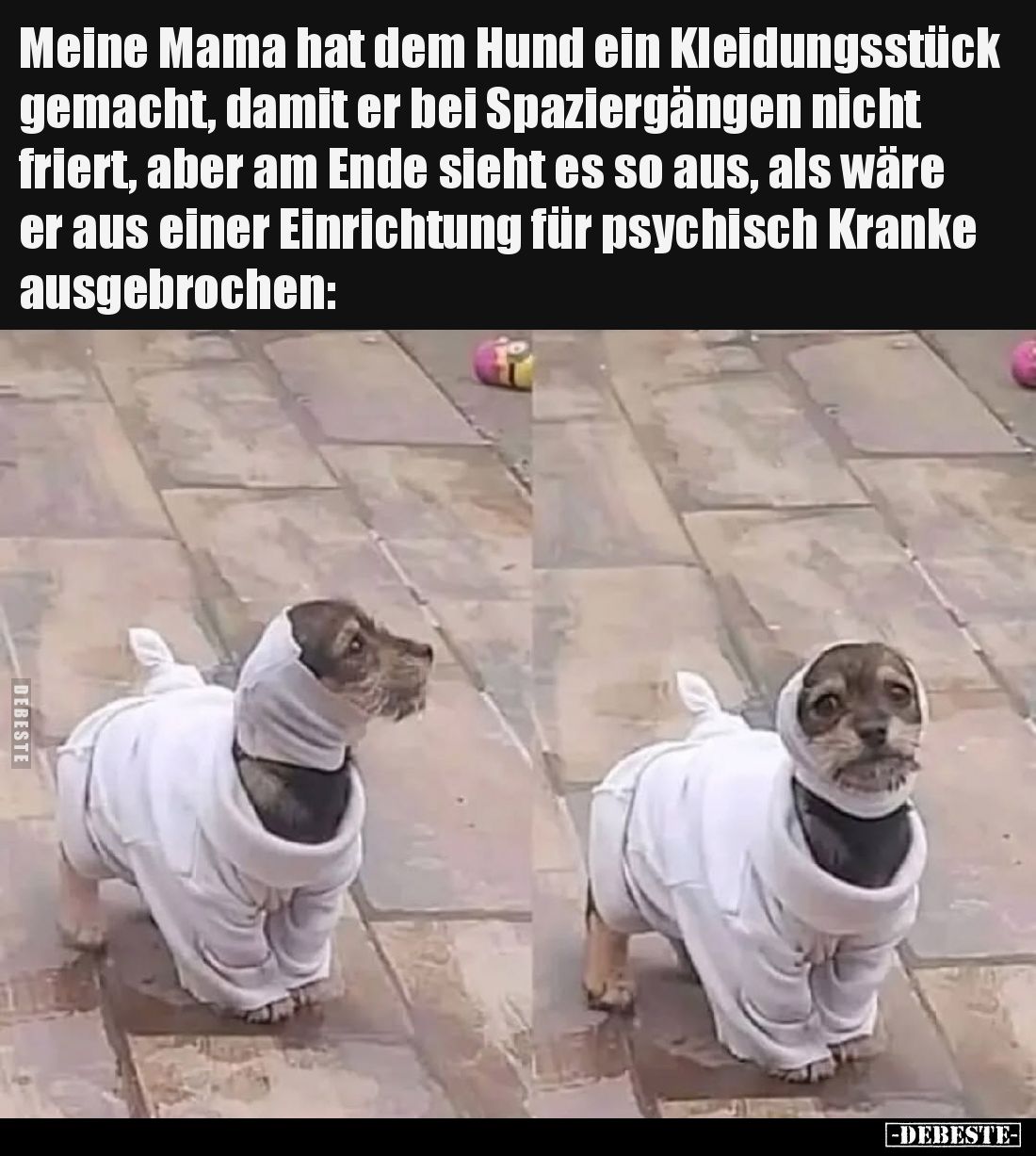 Meine Mama hat dem Hund ein Kleidungsstück gemacht, damit er bei Spaziergängen nicht friert, aber am Ende sieht es so aus, al...
