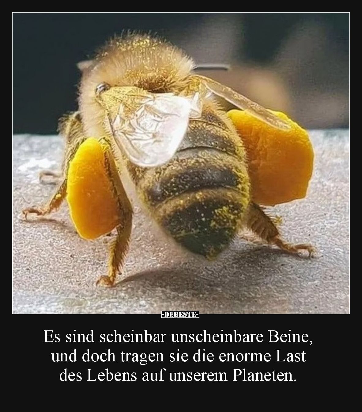 Es sind scheinbar unscheinbare Beine, und doch tragen sie.. - Lustige Bilder | DEBESTE.de