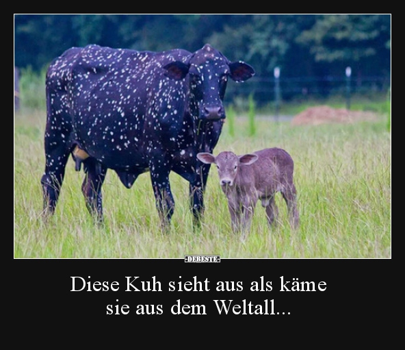Diese Kuh sieht aus als käme sie aus dem Weltall... - Lustige Bilder | DEBESTE.de