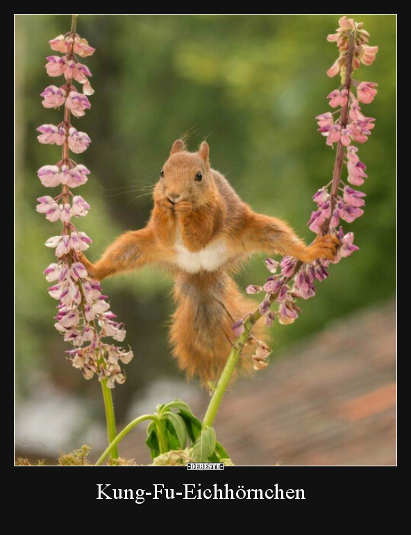 Kung-Fu-Eichhörnchen.. - Lustige Bilder | DEBESTE.de