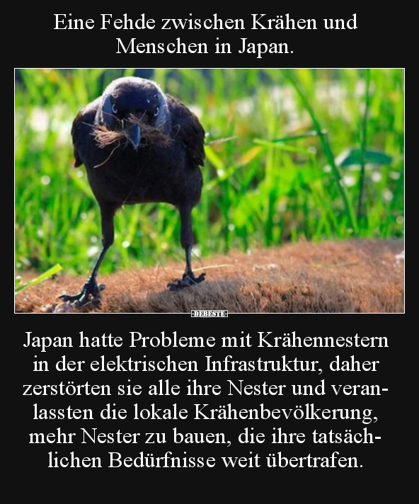 Eine Fehde zwischen Krähen und Menschen in Japan... - Lustige Bilder | DEBESTE.de