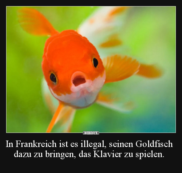 In Frankreich ist es illegal, seinen Goldfisch dazu zu.. - Lustige Bilder | DEBESTE.de