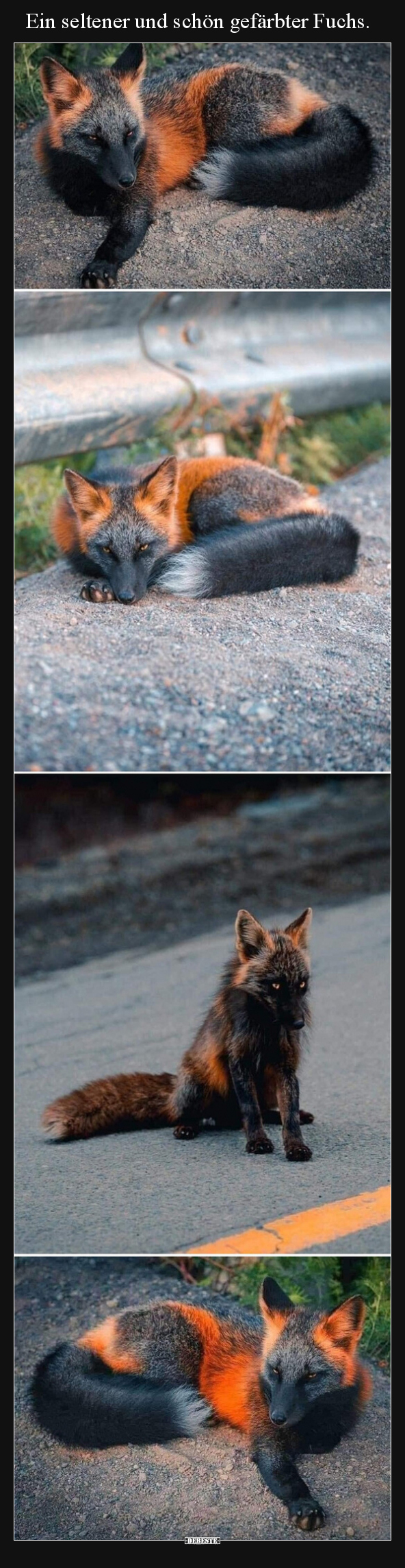Ein seltener und schön gefärbter Fuchs...