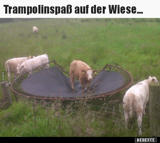 Trampolinspaß auf der Wiese... - Lustige Bilder | DEBESTE.de