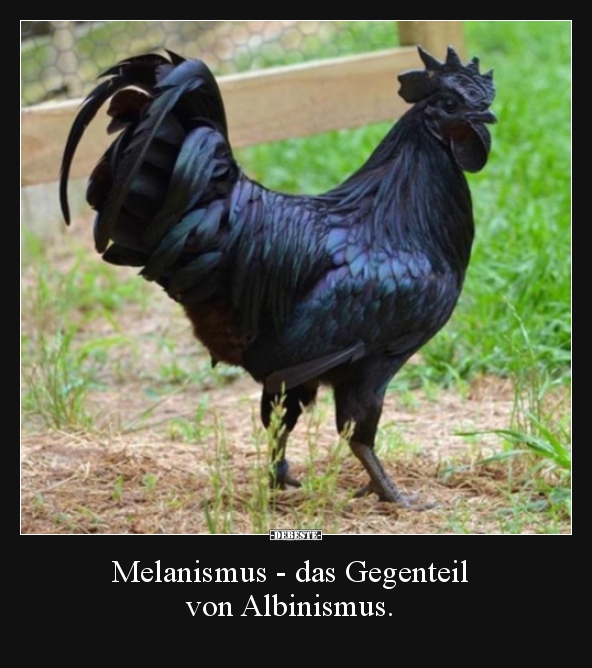 Melanismus - das Gegenteil von Albinismus...