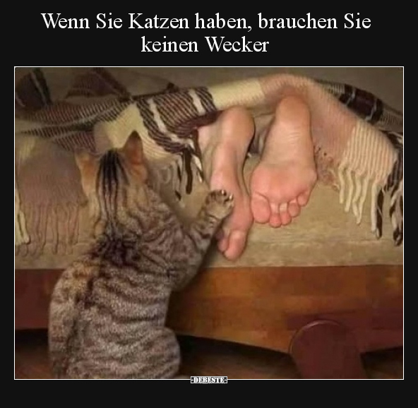 Lustige Bilder