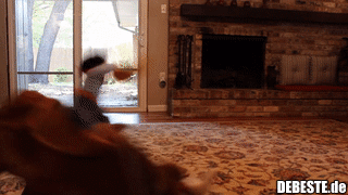 Mit dem Hund spielen..