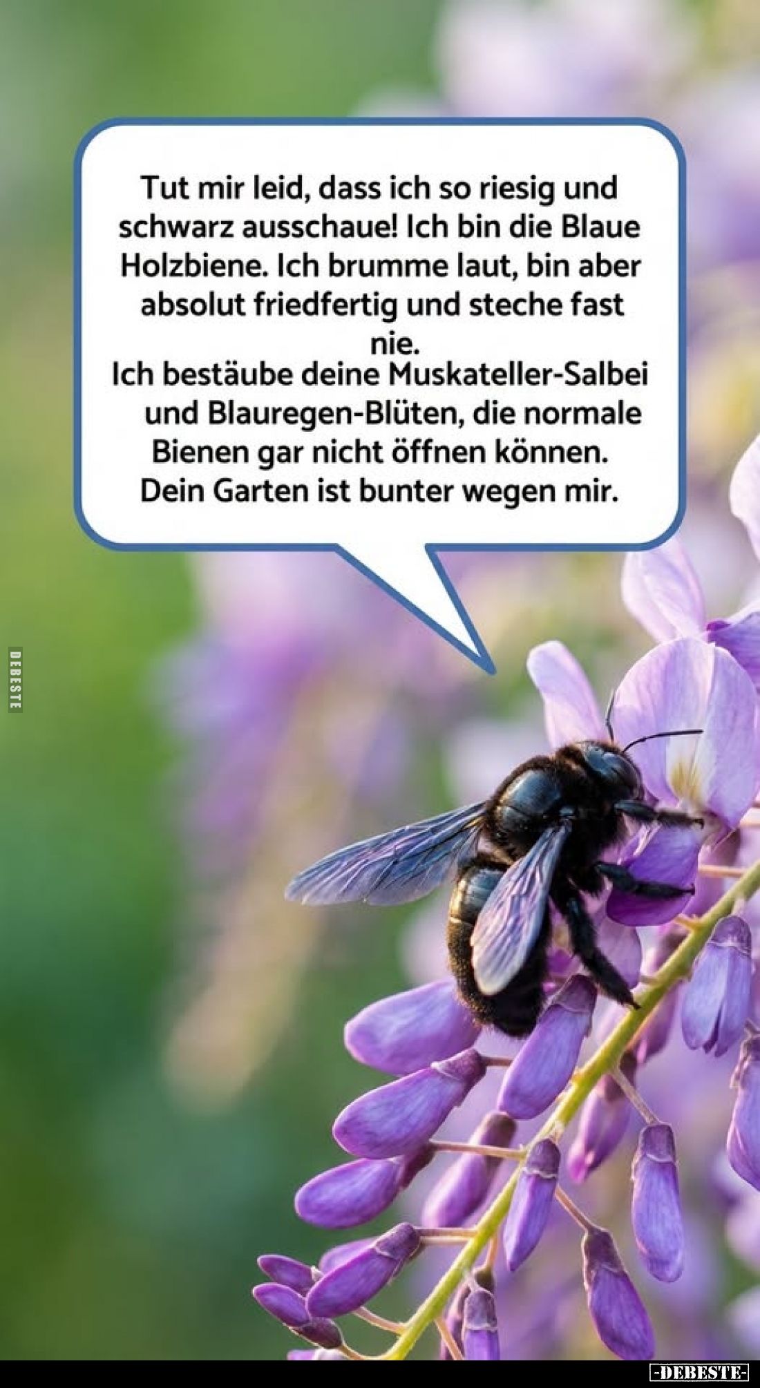 Tut mir leid, dass ich so riesig und schwarz ausschaue!

Ich bin die Blaue Holzbiene.

Ich brumme laut, bin aber absolut ...
