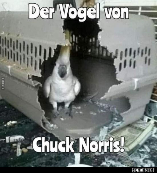 Der Vogel von Chuck Norris!.. - Lustige Bilder | DEBESTE.de