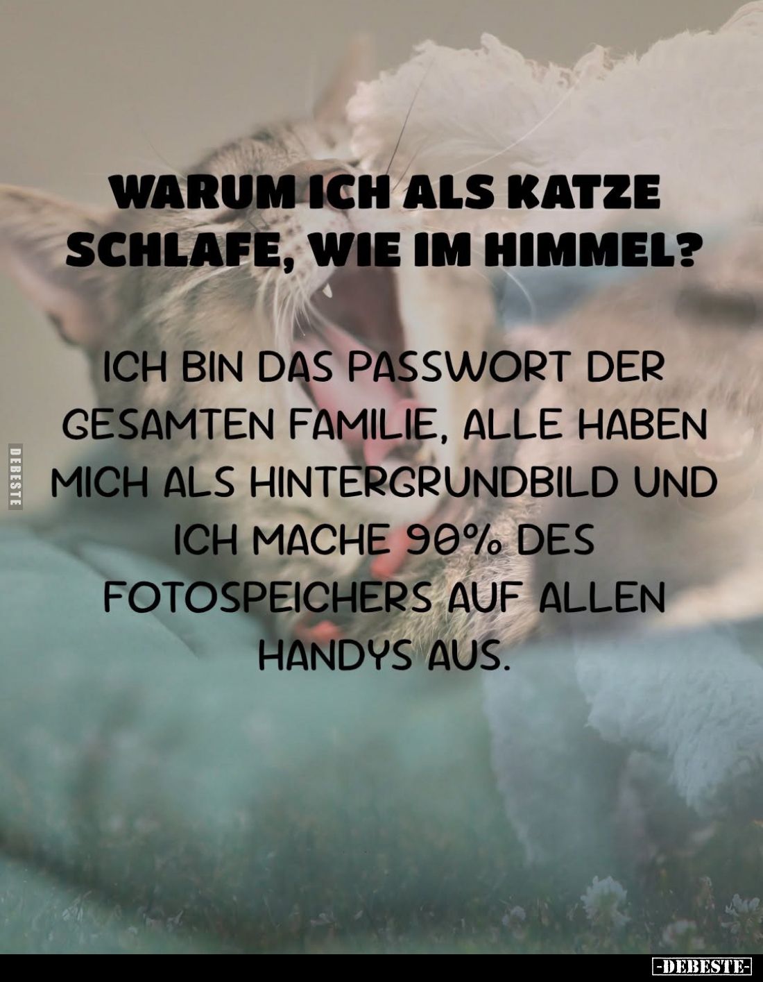 Warum ich als Katze schlafe, wie im Himmel?
Ich bin das Passwort der gesamten Familie, alle haben mich als Hintergrundbild u...