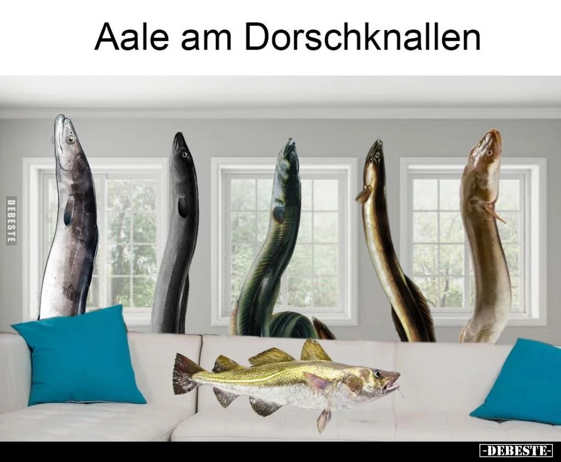 Aale am Dorschknallen..