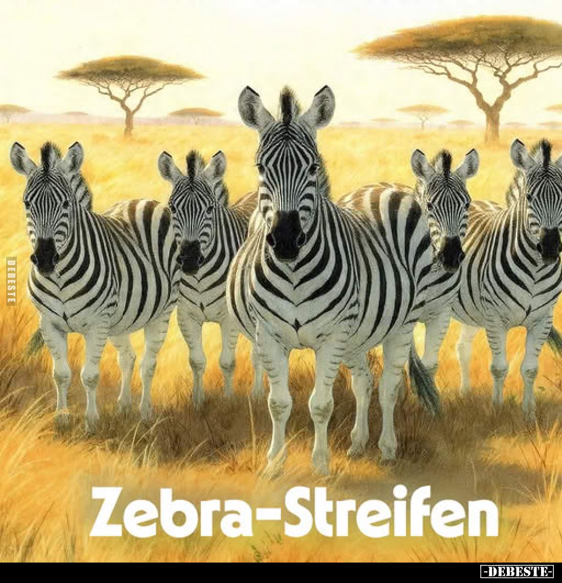 Zebra-Streifen