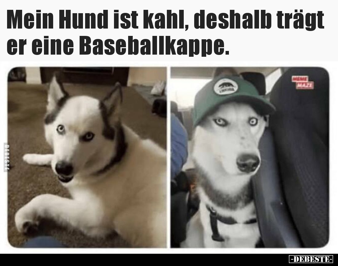 Mein Hund ist kahl, deshalb trägt er eine Baseballkappe.