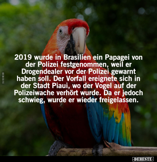 Brasilien, Papagei, Polizei, Vogel