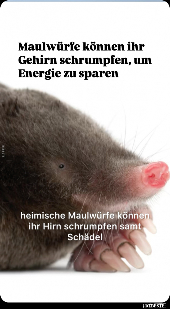 Gehirn, Energie