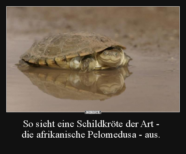 So sieht eine Schildkröte der Art - die afrikanische.. - Lustige Bilder | DEBESTE.de