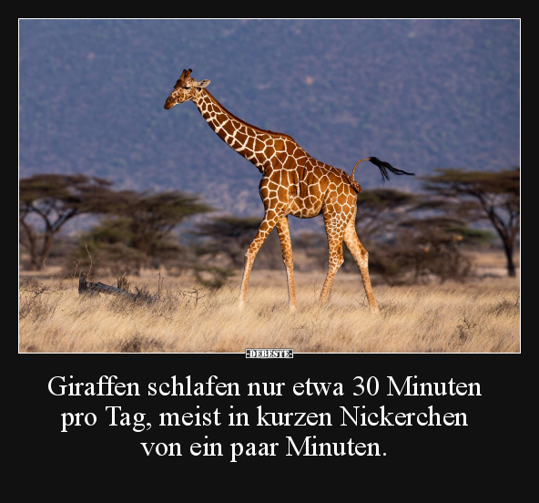 Giraffen schlafen nur etwa 30 Minuten pro Tag.. - Lustige Bilder | DEBESTE.de