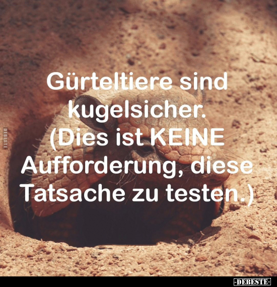 Gürteltiere sind kugelsicher.. - Lustige Bilder | DEBESTE.de