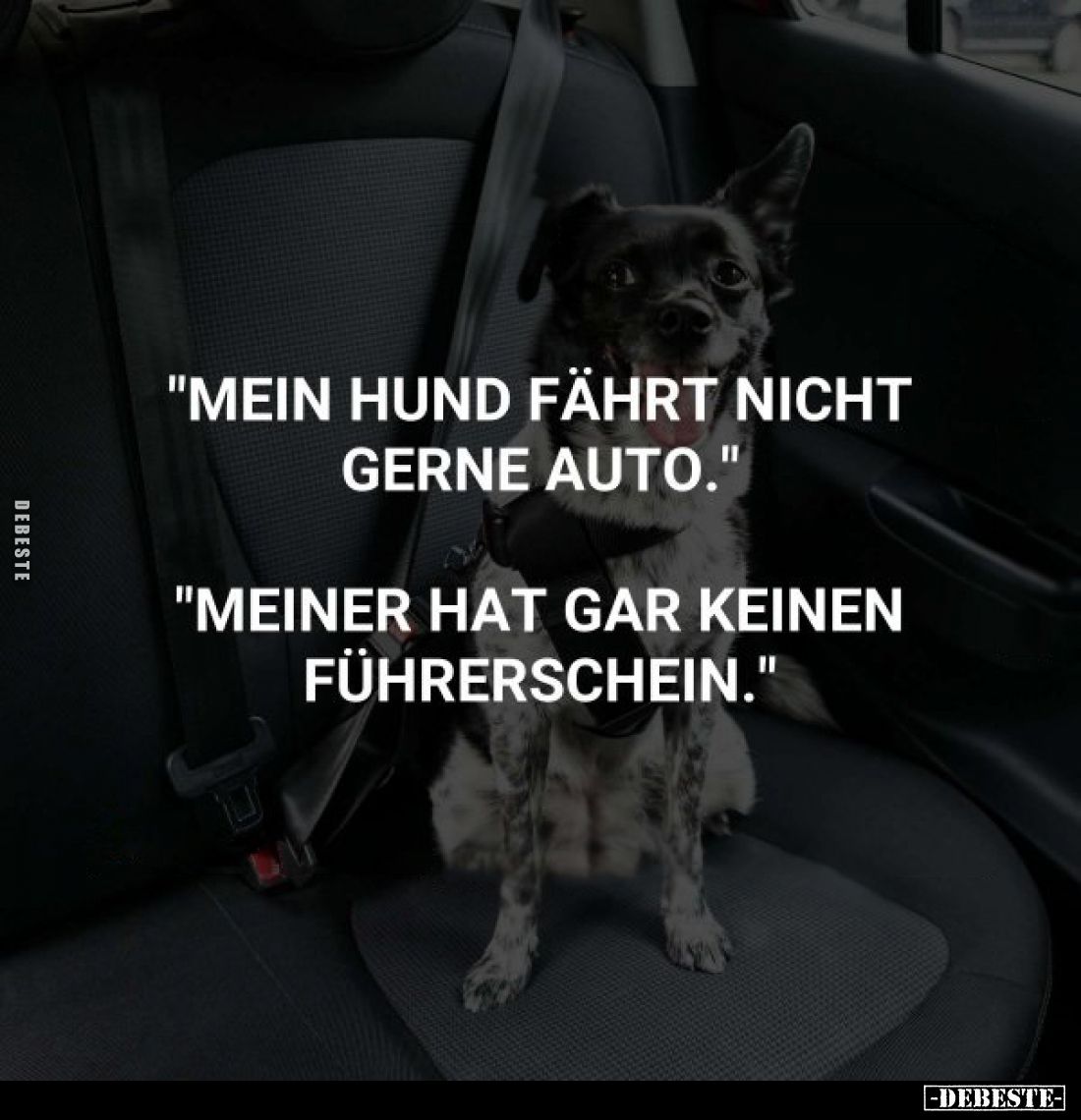 "Mein Hund fährt nicht gerne Auto."
"Meiner hat gar keinen Führerschein."