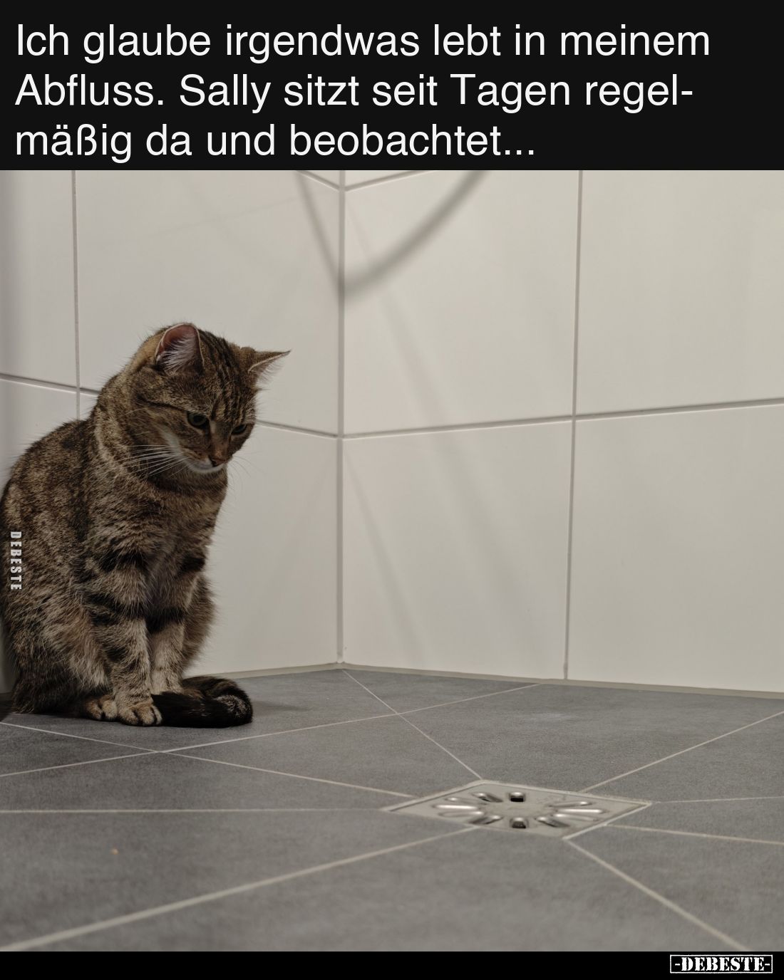 Ich glaube irgendwas lebt in meinem Abfluss. Sally sitzt seit Tagen regelmäßig da und beobachtet...