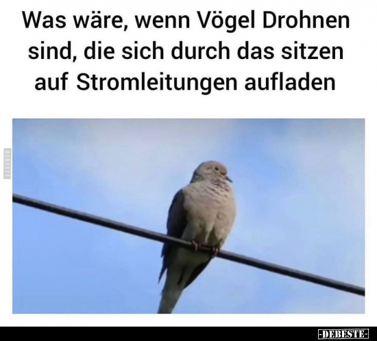 Was wäre, wenn Vögel Drohnen sind, die sich durch das.. - Lustige Bilder | DEBESTE.de