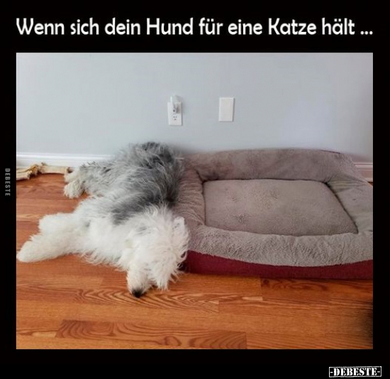 Wenn sich dein Hund für eine Katze hält... - Lustige Bilder | DEBESTE.de