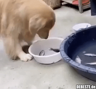 Verdammt guter Hund...