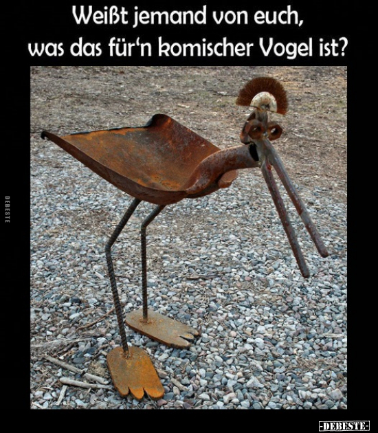 Weißt jemand von euch, was das für'n komischer Vogel ist?.. - Lustige Bilder | DEBESTE.de