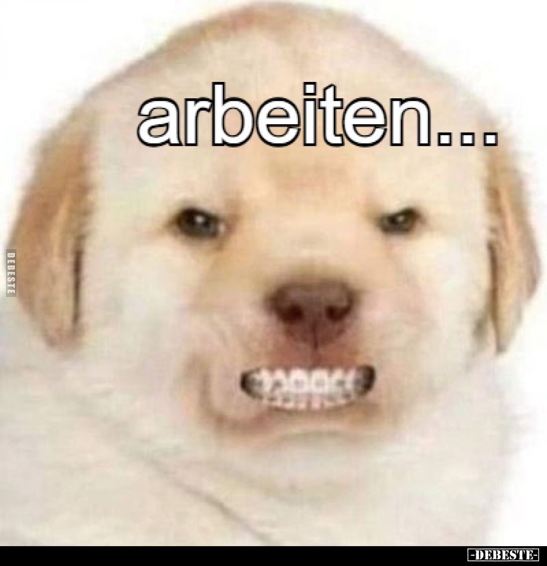  - Lustige Bilder | DEBESTE.de