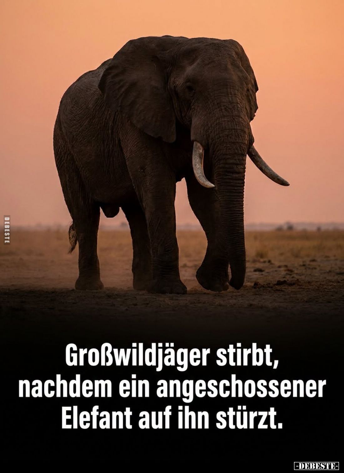 Großwildjäger stirbt,
nachdem ein angeschossener
Elefant auf ihn stürzt.