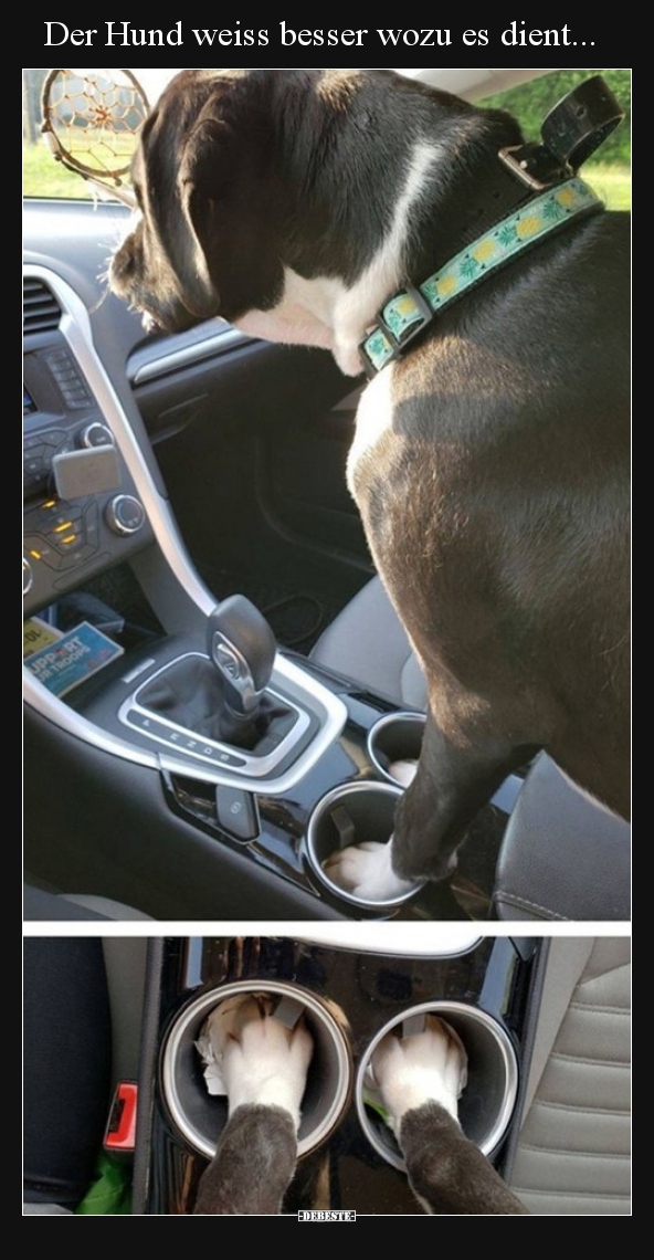 Der Hund weiss besser wozu es dient...