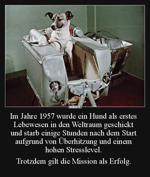 Im Jahre 1957 wurde ein Hund als erstes Lebewesen in den.. - Lustige Bilder | DEBESTE.de