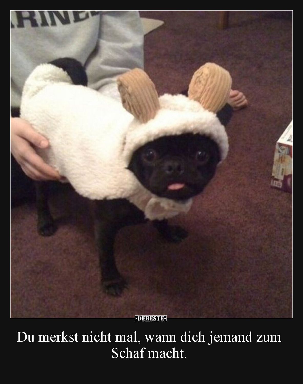 Du merkst nicht mal, wann dich jemand zum Schaf macht... - Lustige Bilder | DEBESTE.de