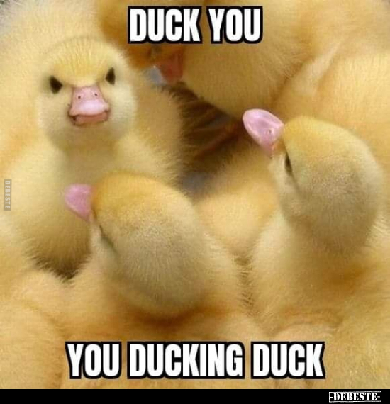Duck you you ducking duck