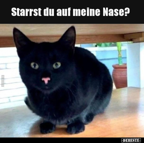 Starrst du auf meine Nase?.. - Lustige Bilder | DEBESTE.de