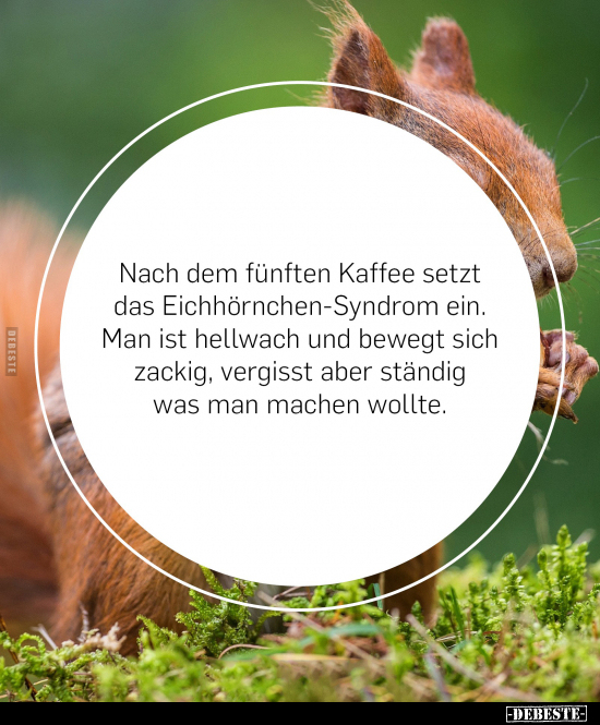 Nach dem fünften Kaffee setzt das Eichhörnchen-Syndrom ein.. - Lustige Bilder | DEBESTE.de