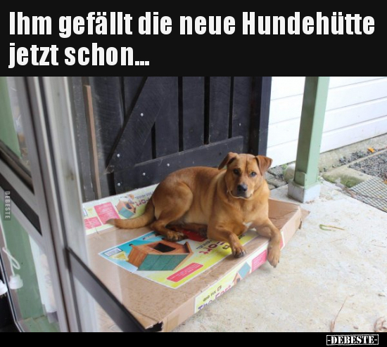 Ihm gefällt die neue Hundehütte jetzt schon... - Lustige Bilder | DEBESTE.de
