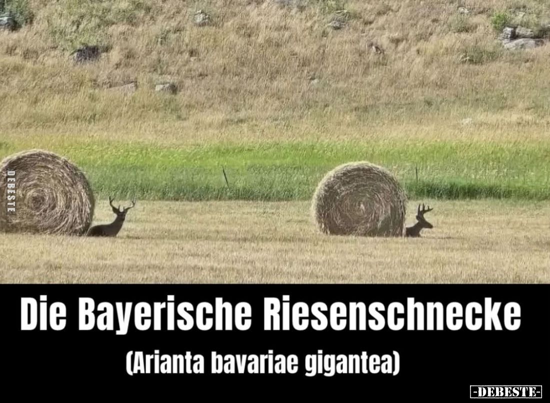 Die Bayerische Riesenschnecke.
(Arianta bavariae gigantea).