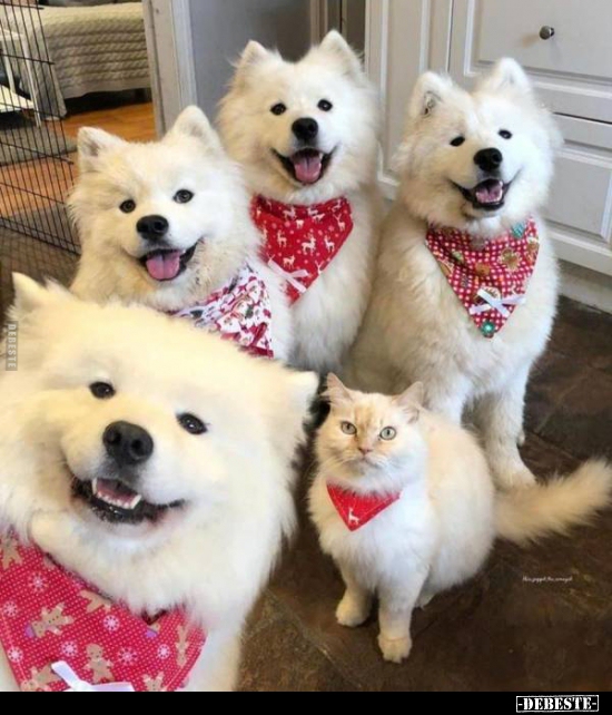  - Lustige Bilder | DEBESTE.de