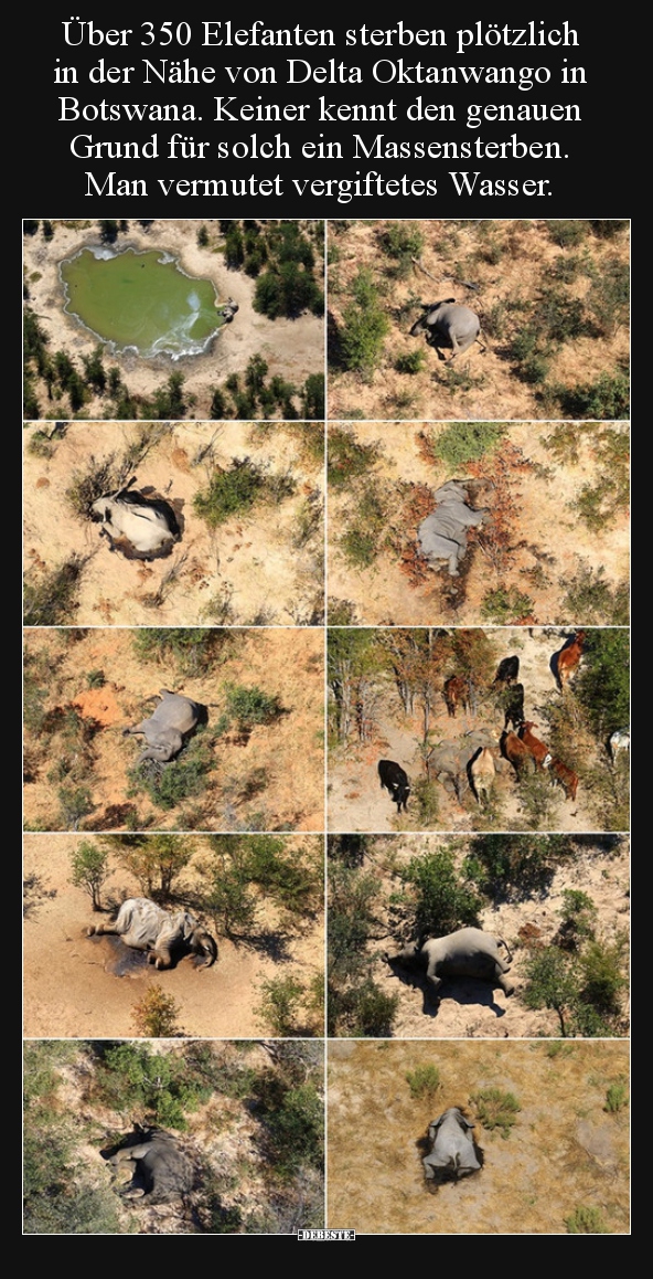 Über 350 Elefanten sterben plötzlich in der Nähe von Delta.. - Lustige Bilder | DEBESTE.de