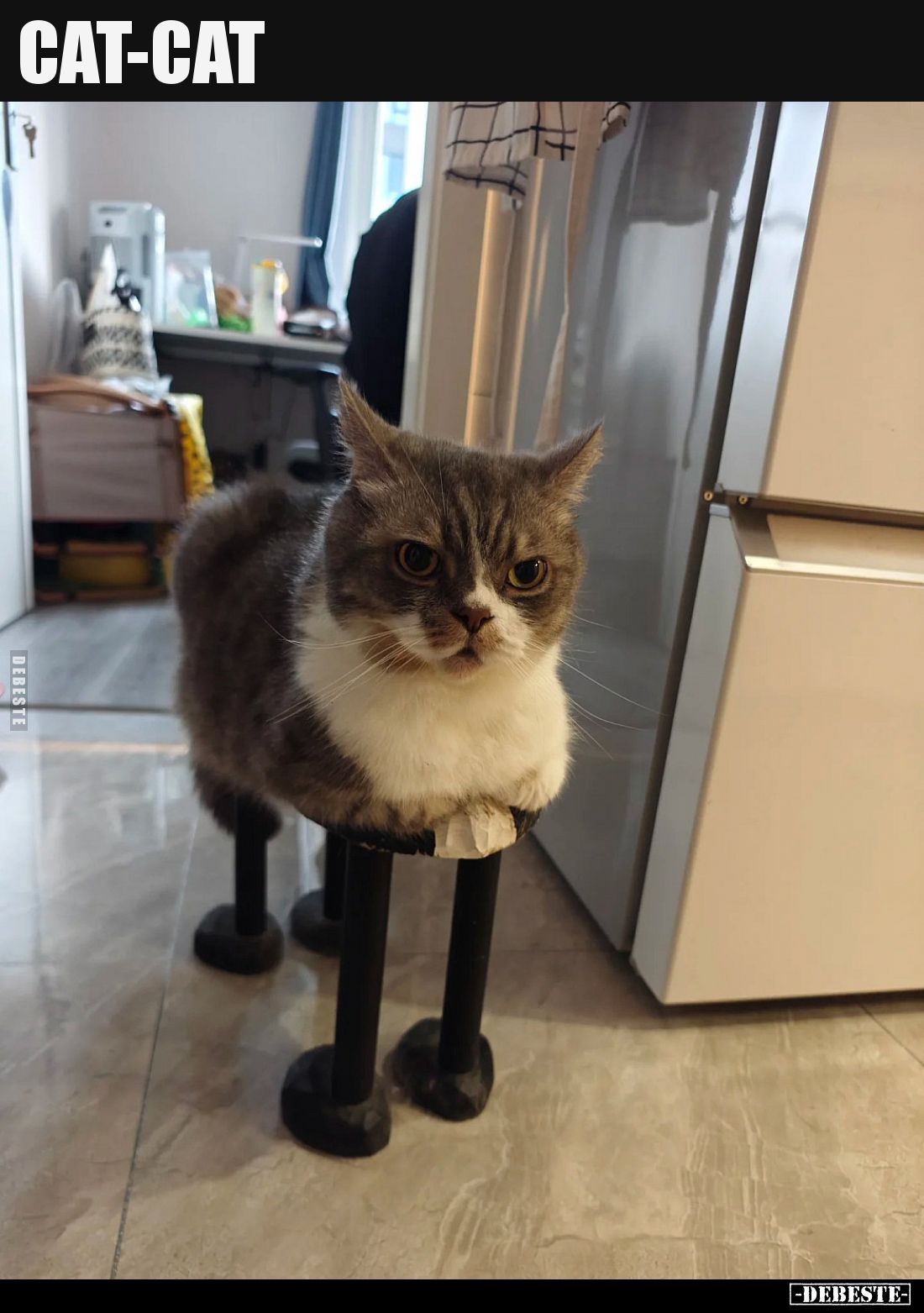 CAT-CAT.. - Lustige Bilder | DEBESTE.de