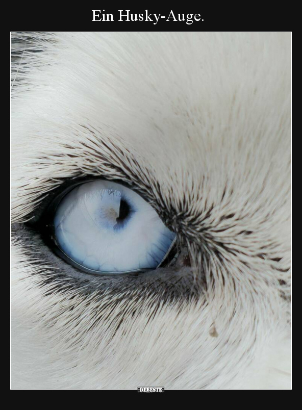 Ein Husky-Auge... - Lustige Bilder | DEBESTE.de