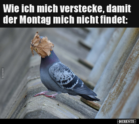 Wie ich mich verstecke, damit der Montag mich nicht.. - Lustige Bilder | DEBESTE.de